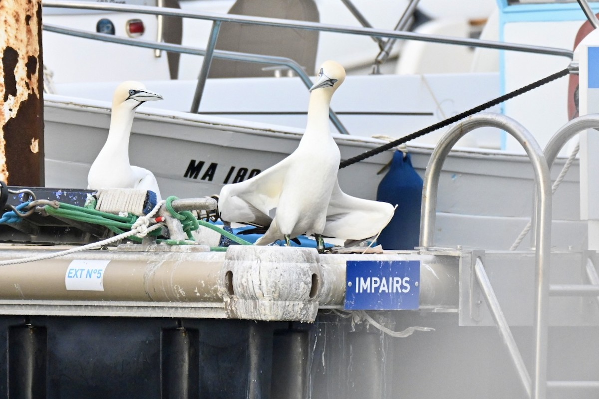 Northern Gannet - ML648983967