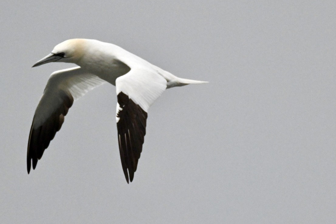 Northern Gannet - ML648983968