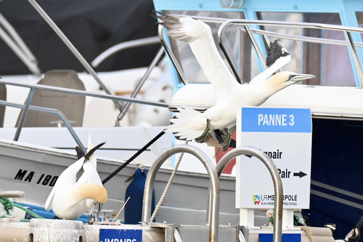 Northern Gannet - ML648983969