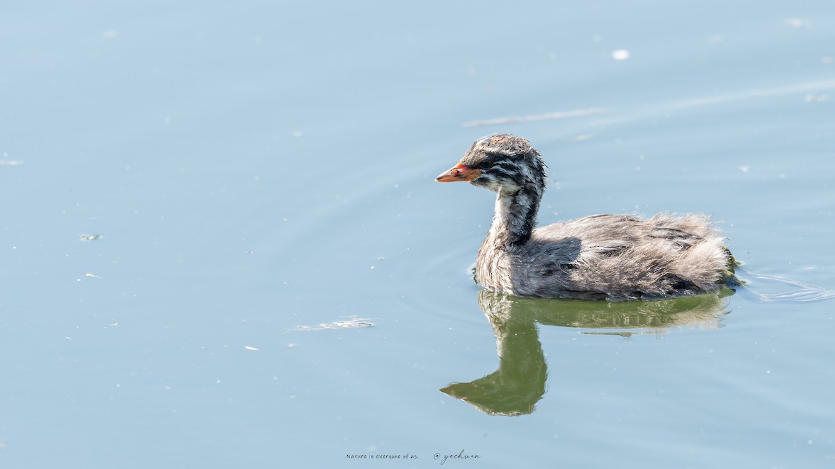 Australasian Grebe - ML648983970