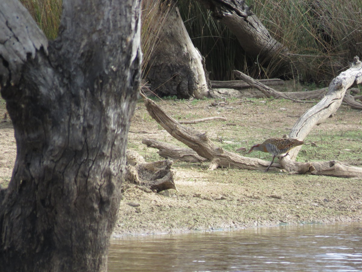 Buff-banded Rail - ML648983971