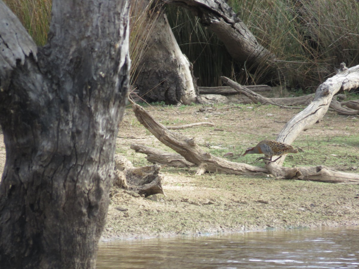 Buff-banded Rail - ML648983972