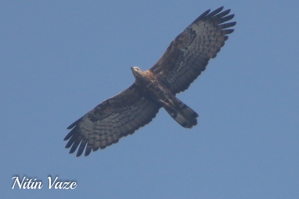 Oriental Honey-buzzard - ML648983975