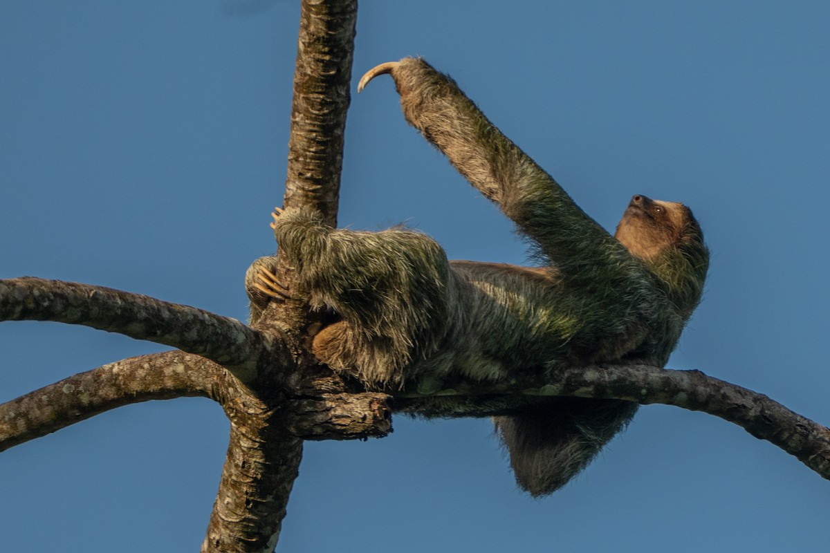 Animals - ML648983978