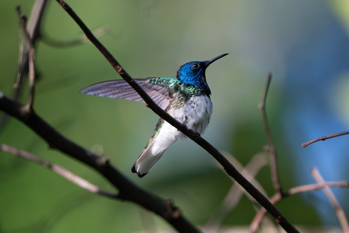 White-necked Jacobin - ML648983989