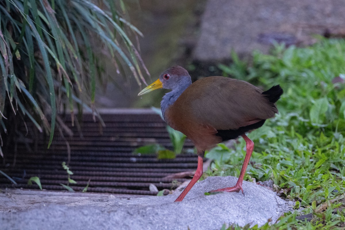 Russet-naped Wood-Rail - ML648983998