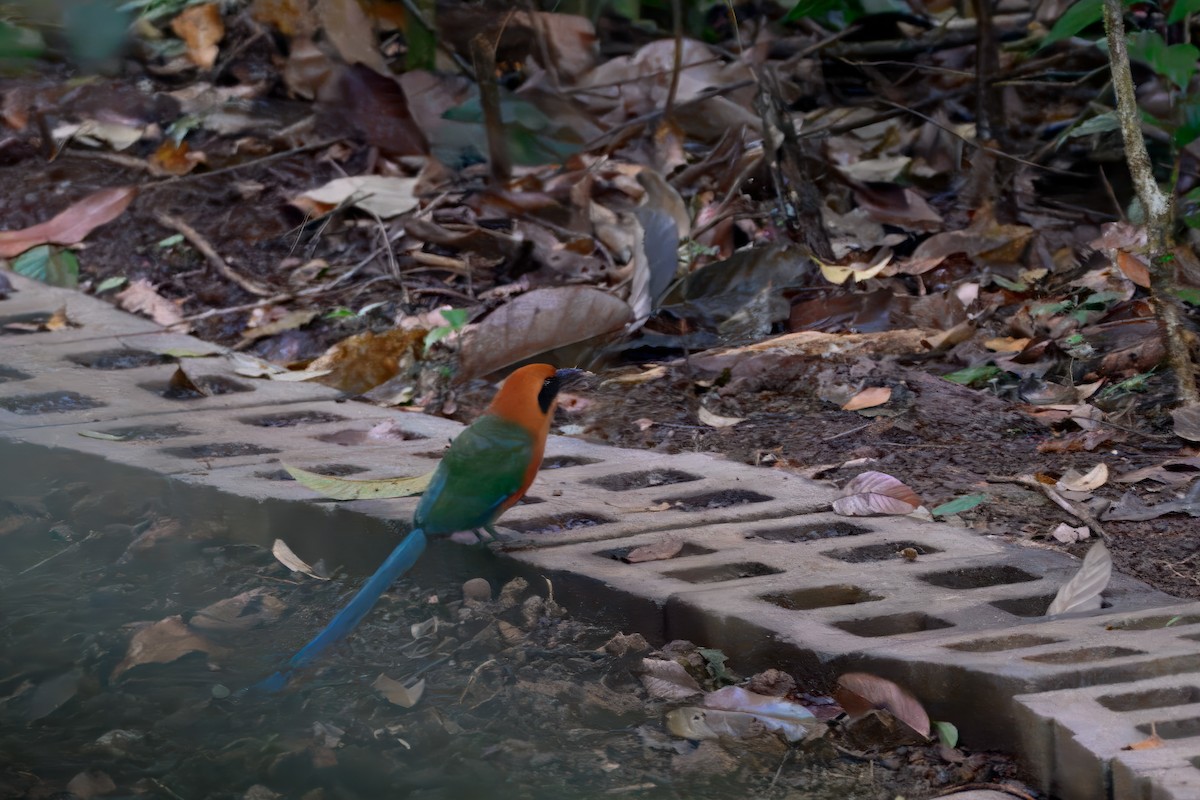 Rufous Motmot - ML648984009