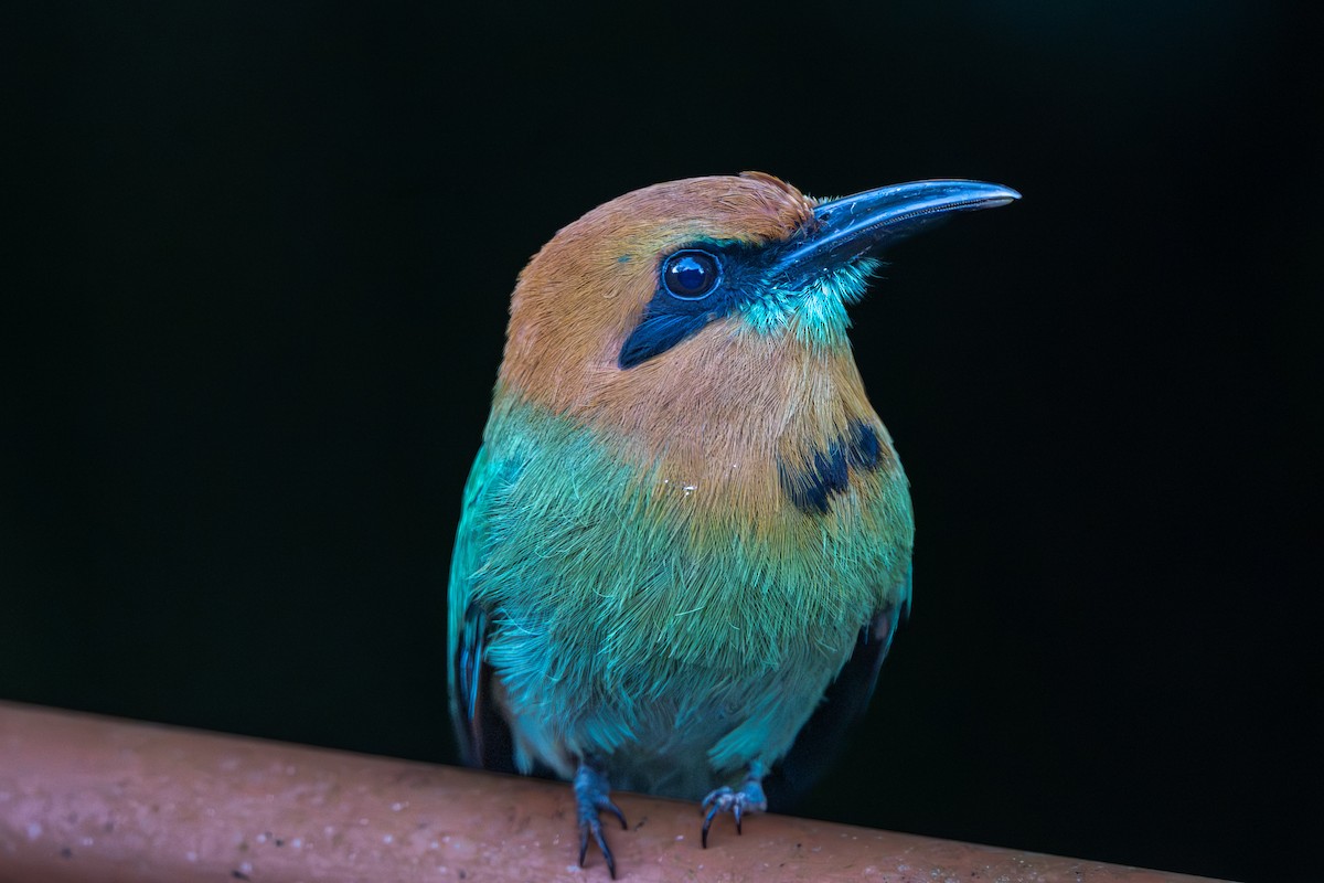 Broad-billed Motmot - ML648984023