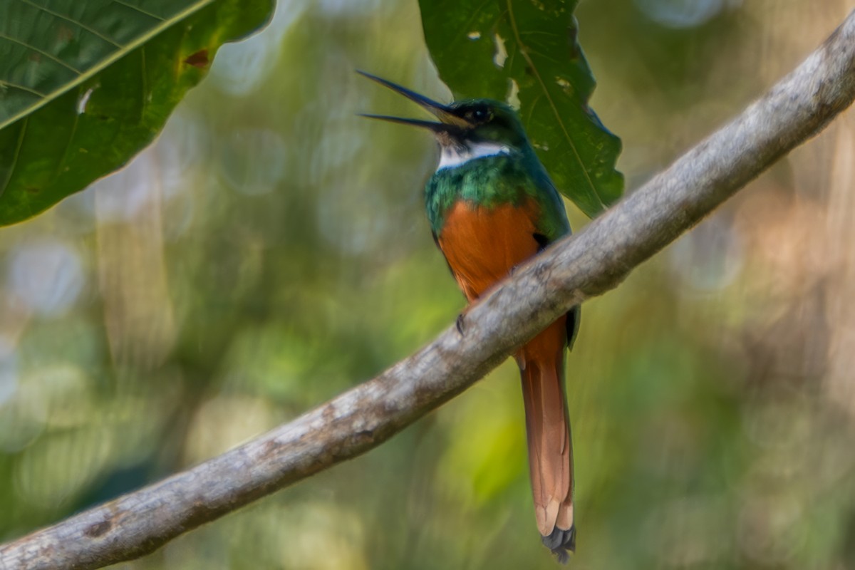 Rufous-tailed Jacamar - ML648984045