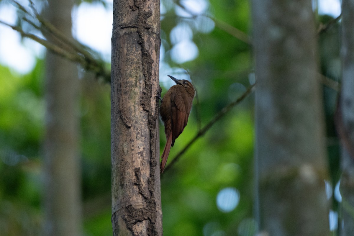Plain-brown Woodcreeper - ML648984048