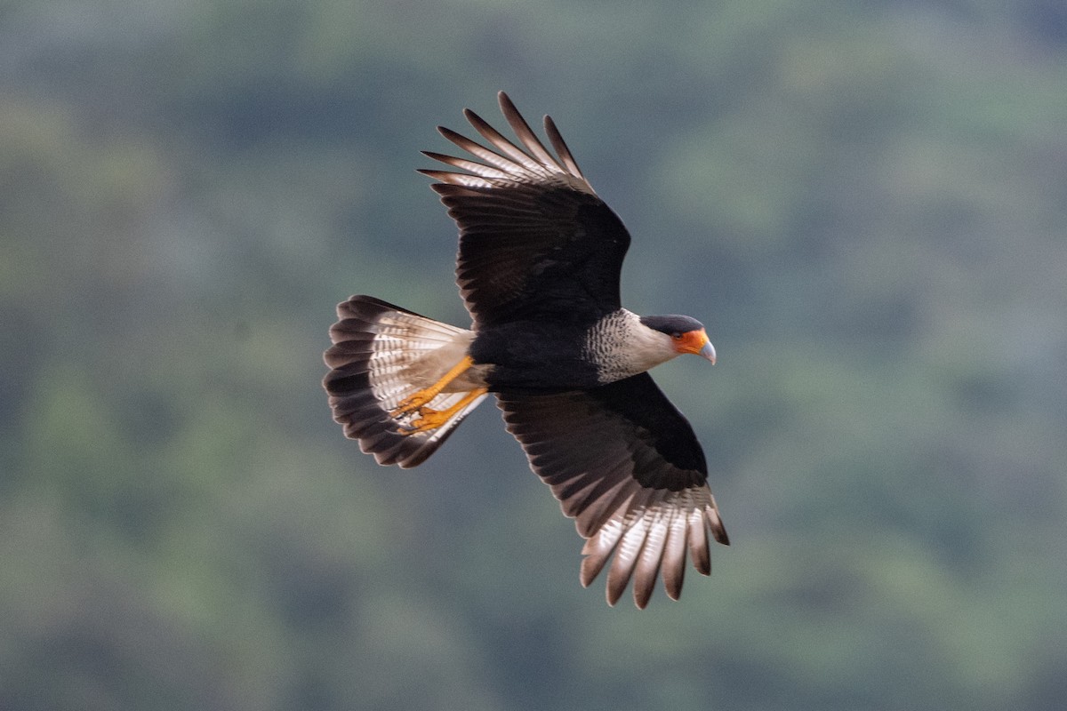 Crested Caracara - ML648984052