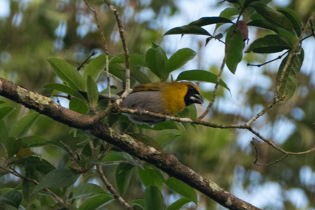 Black-faced Grosbeak - ML648984066