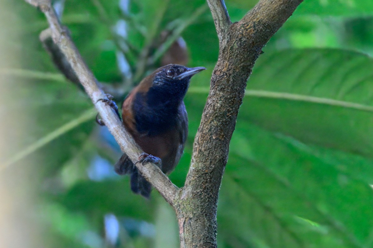 Black-throated Wren - ML648984073
