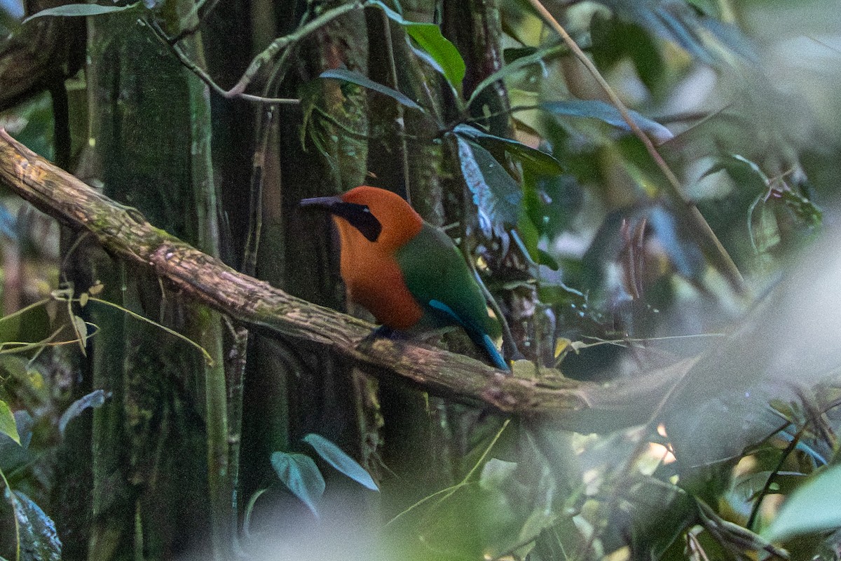 Rufous Motmot - ML648984077