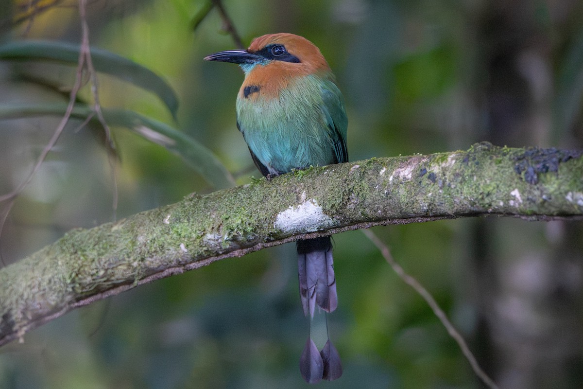 Broad-billed Motmot - ML648984081
