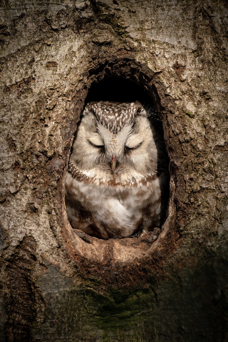 Hontz boreala [funereus Taldekoa] - ML648984163