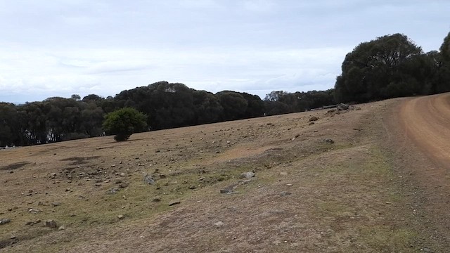 Vombato comune - ML648984179