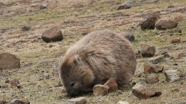 Vombato comune - ML648984181