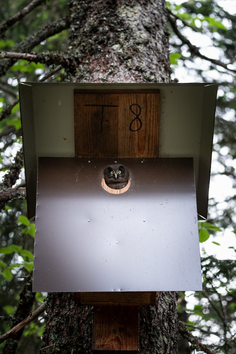 Hontz boreala [funereus Taldekoa] - ML648984206