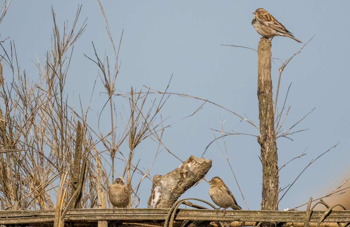 Plain Mountain Finch - ML648984269