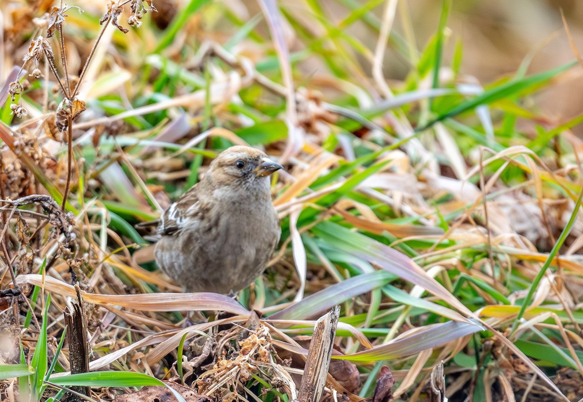 Plain Mountain Finch - ML648984270