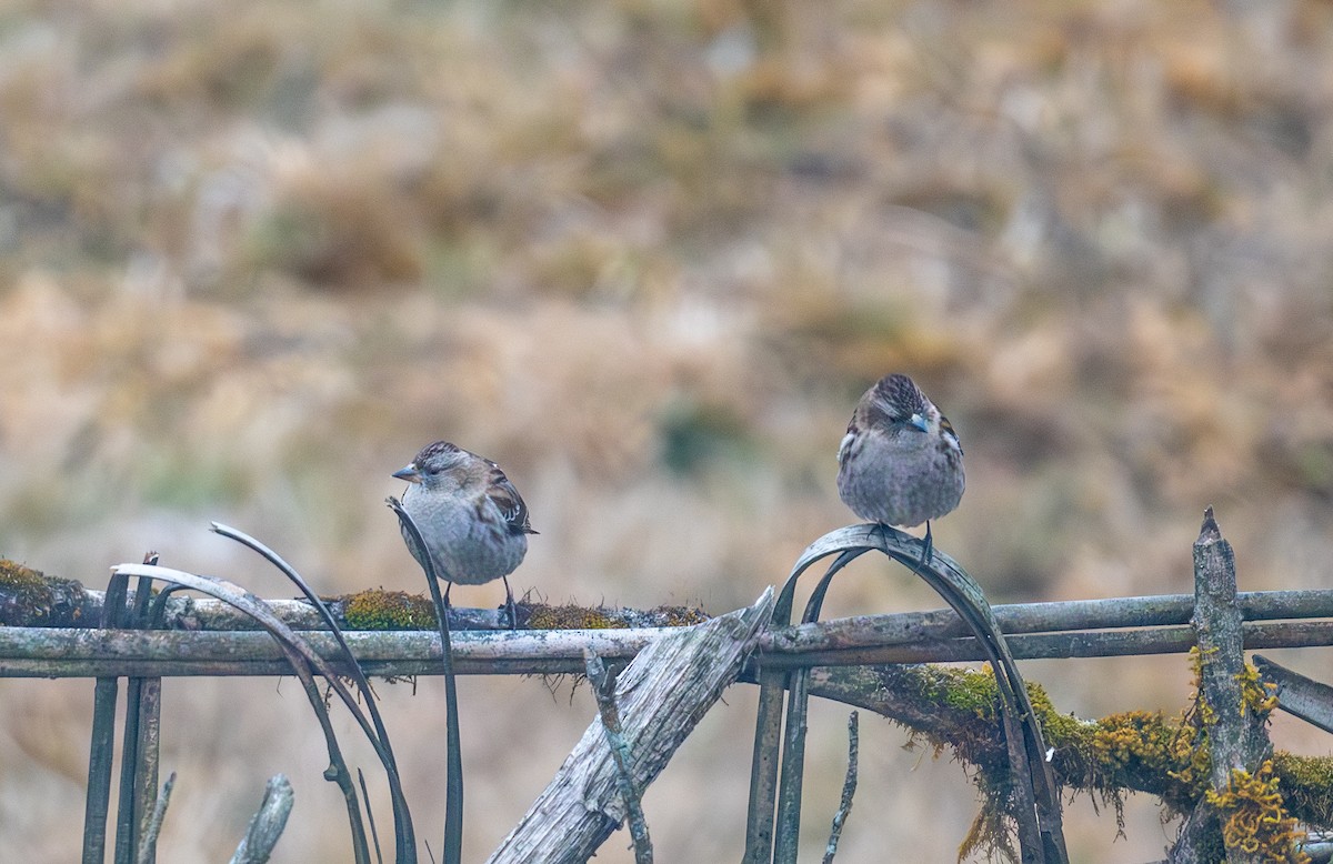 Plain Mountain Finch - ML648984294