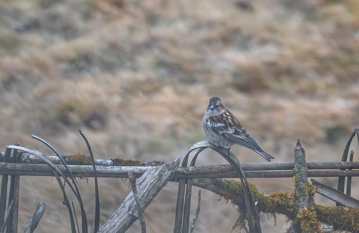 Plain Mountain Finch - ML648984295