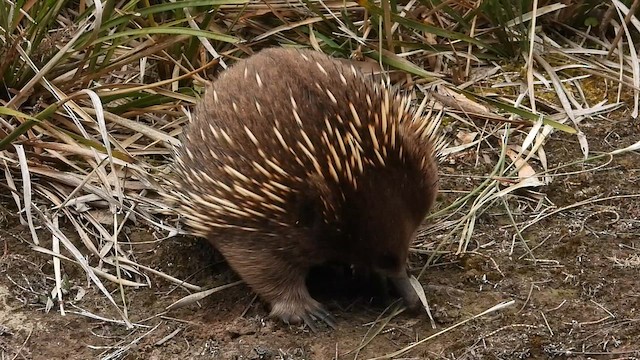 Tasmanian Echidna - ML648984441