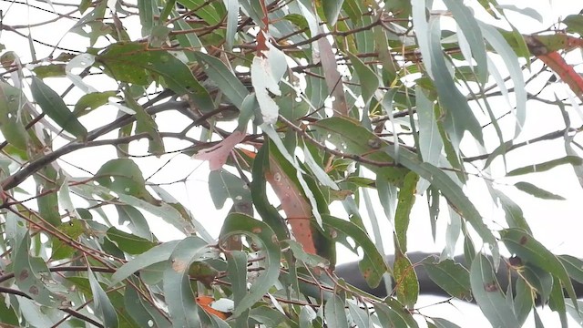 Forty-spotted Pardalote - ML648984654