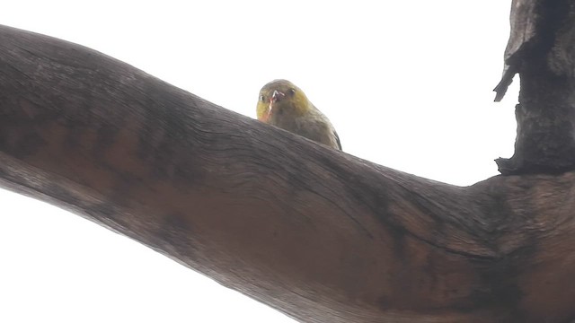 Forty-spotted Pardalote - ML648984655