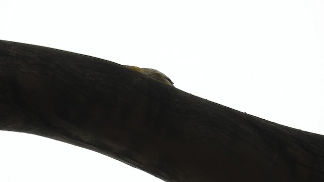 Forty-spotted Pardalote - ML648984656