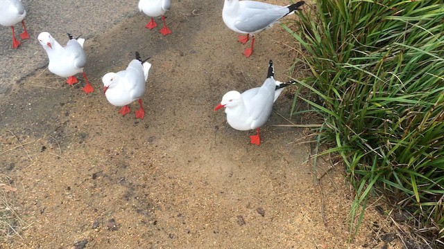 Silver Gull - ML648984660