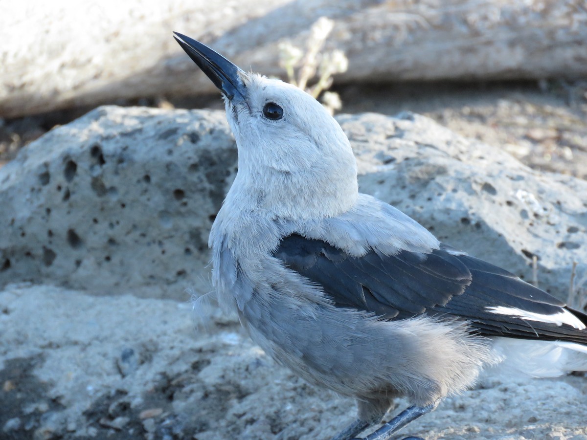 Clark's Nutcracker - ML64898471