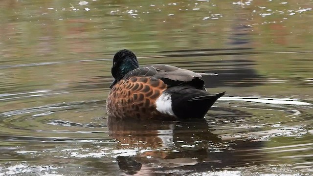 Chestnut Teal - ML648984735