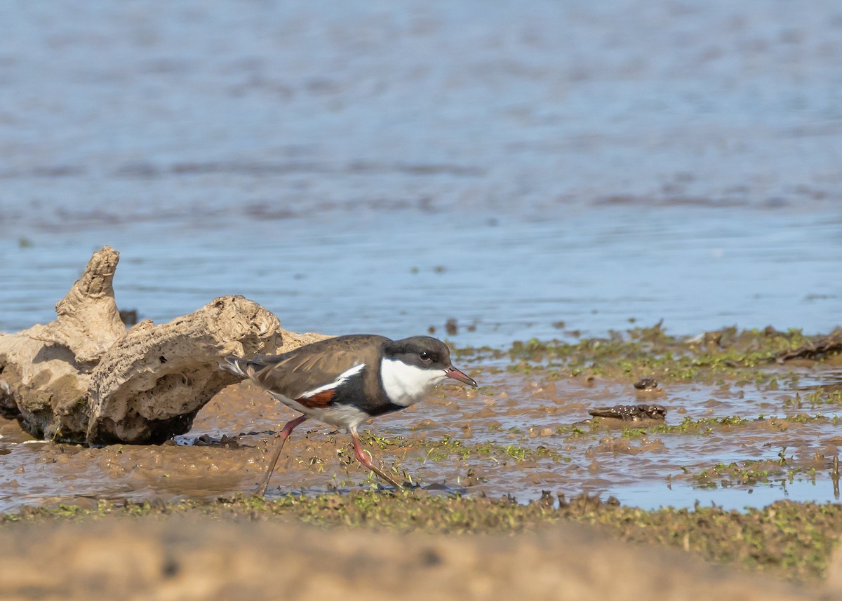Red-kneed Dotterel - ML648984751