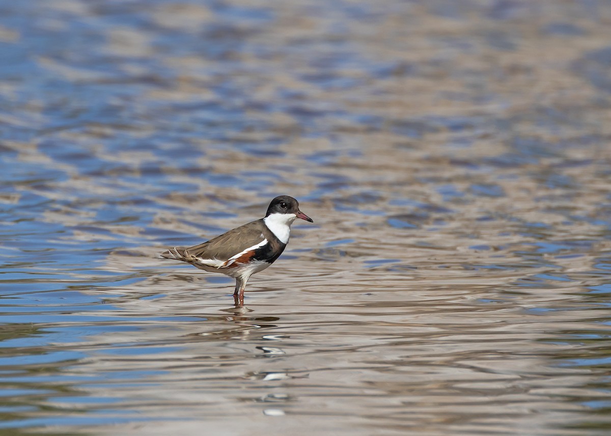 Red-kneed Dotterel - ML648984752