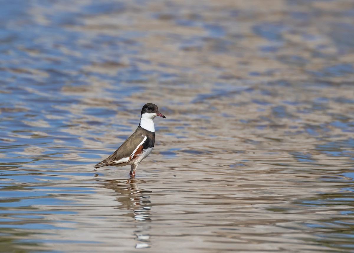 Red-kneed Dotterel - ML648984753
