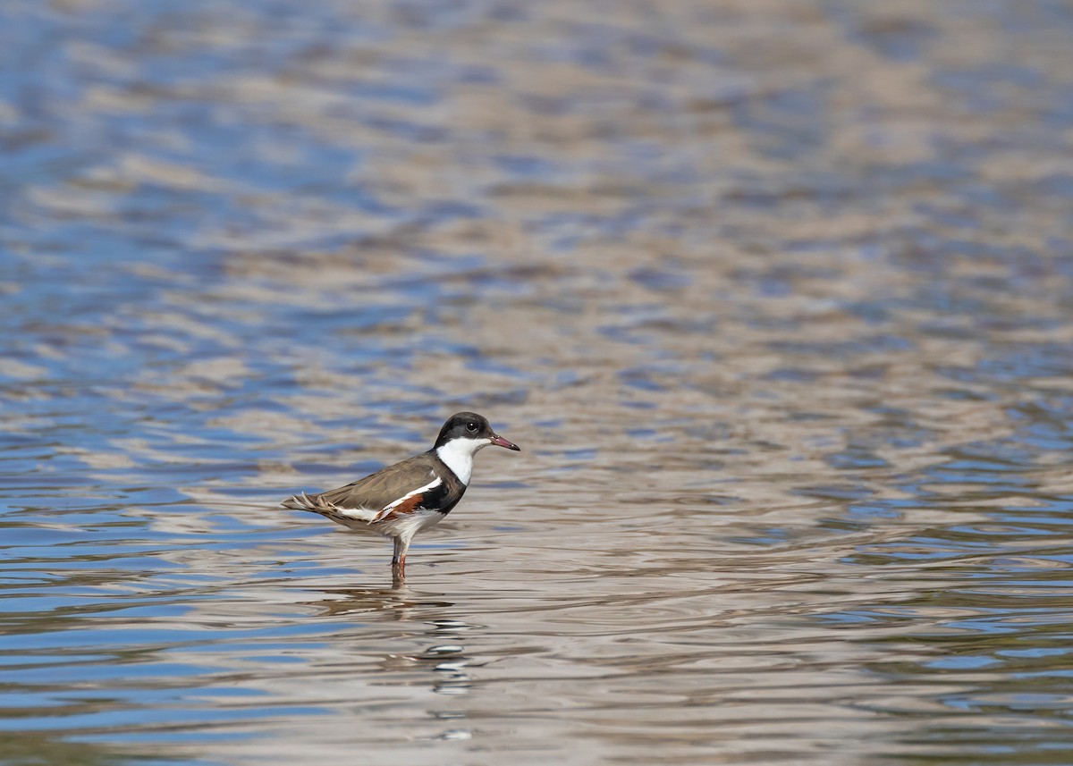 Red-kneed Dotterel - ML648984754