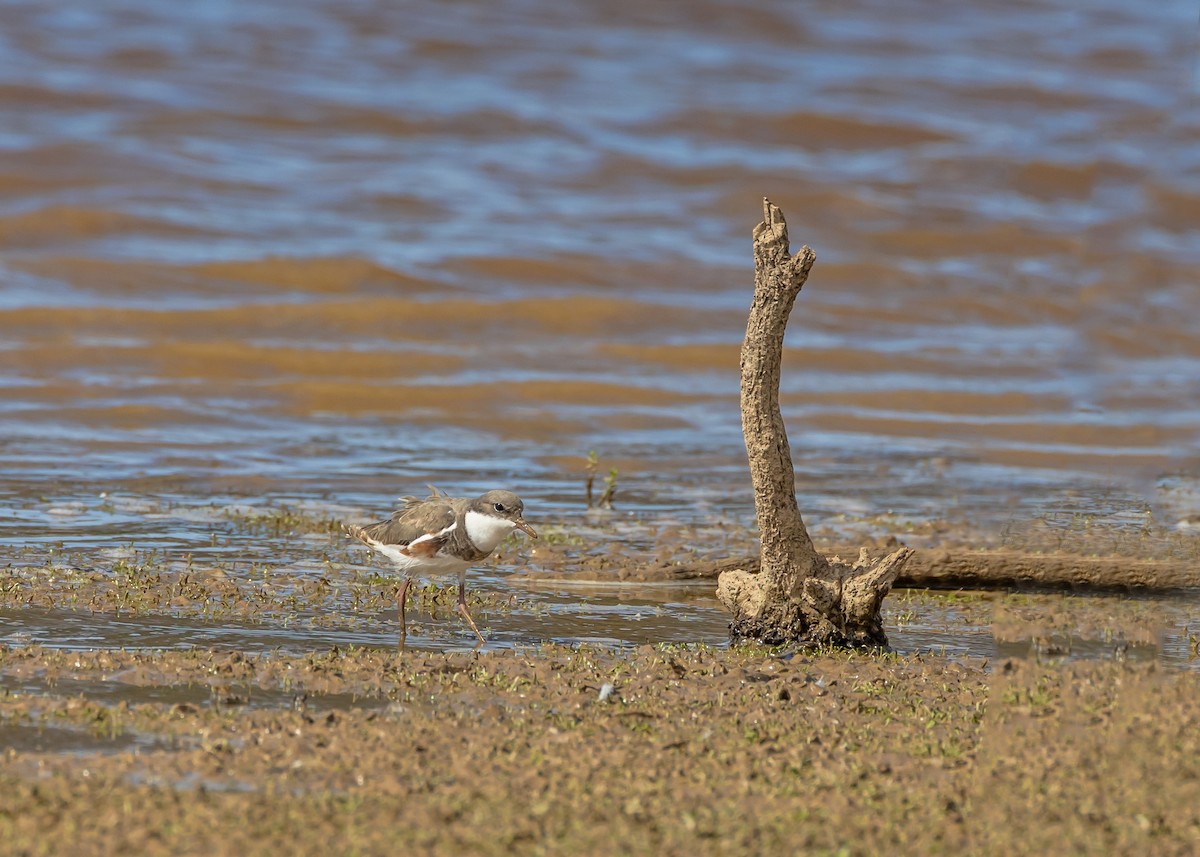 Red-kneed Dotterel - ML648984755