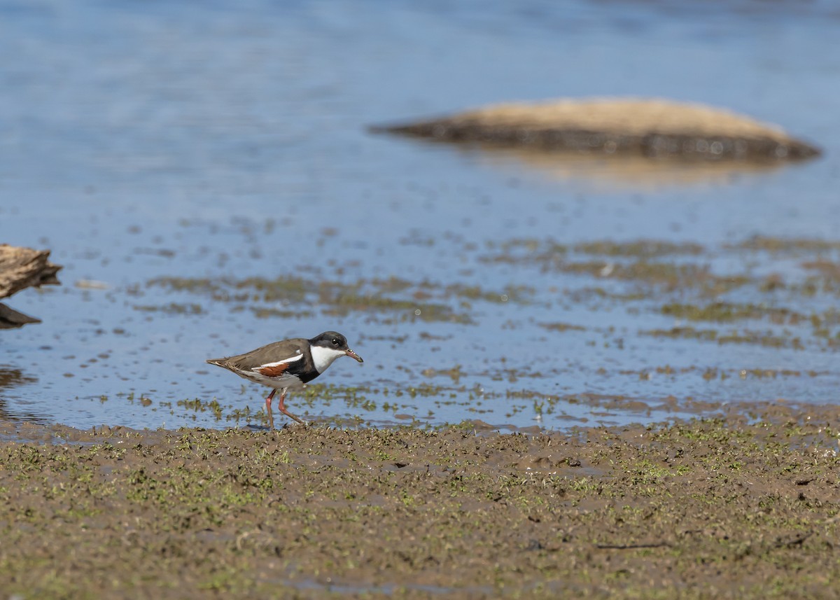 Red-kneed Dotterel - ML648984756