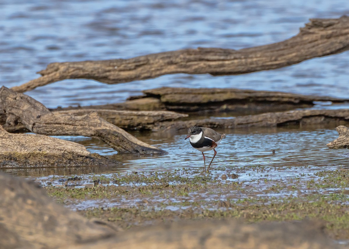 Red-kneed Dotterel - ML648984757