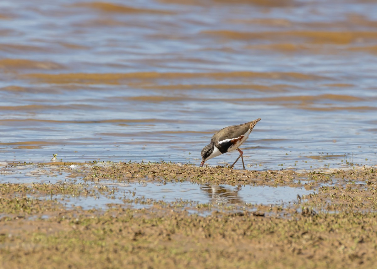 Red-kneed Dotterel - ML648984758