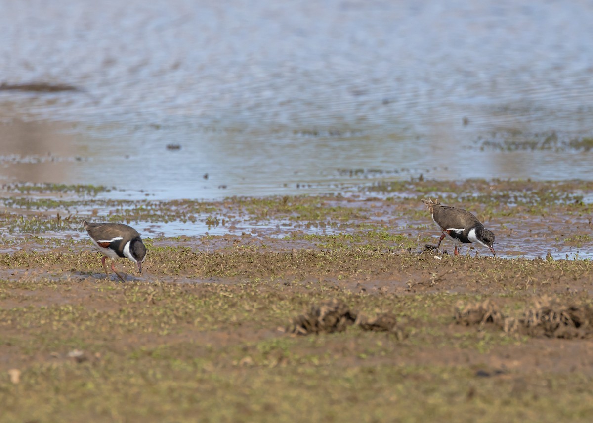 Red-kneed Dotterel - ML648984759