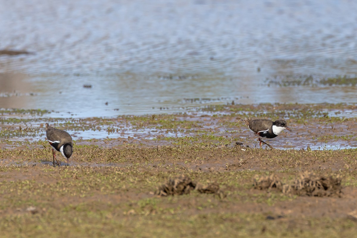Red-kneed Dotterel - ML648984760