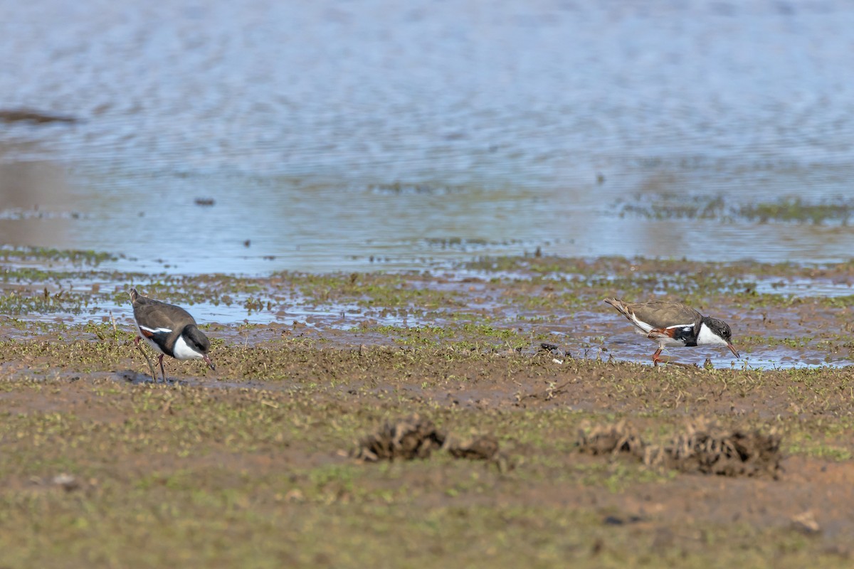 Red-kneed Dotterel - ML648984761