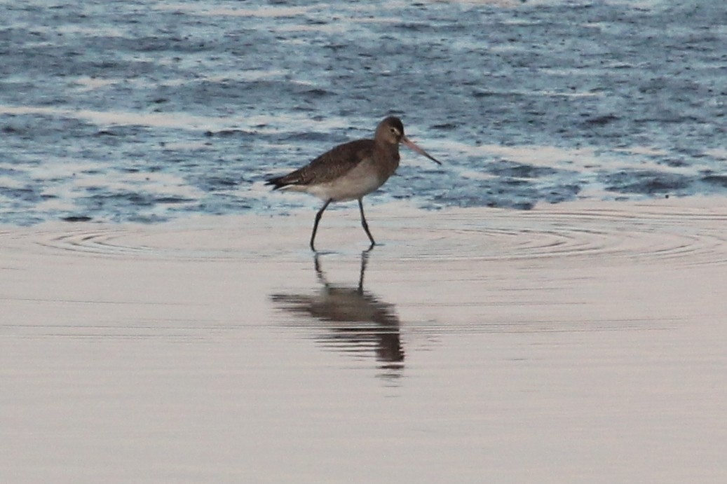 לימוזה מצויה - ML648984762