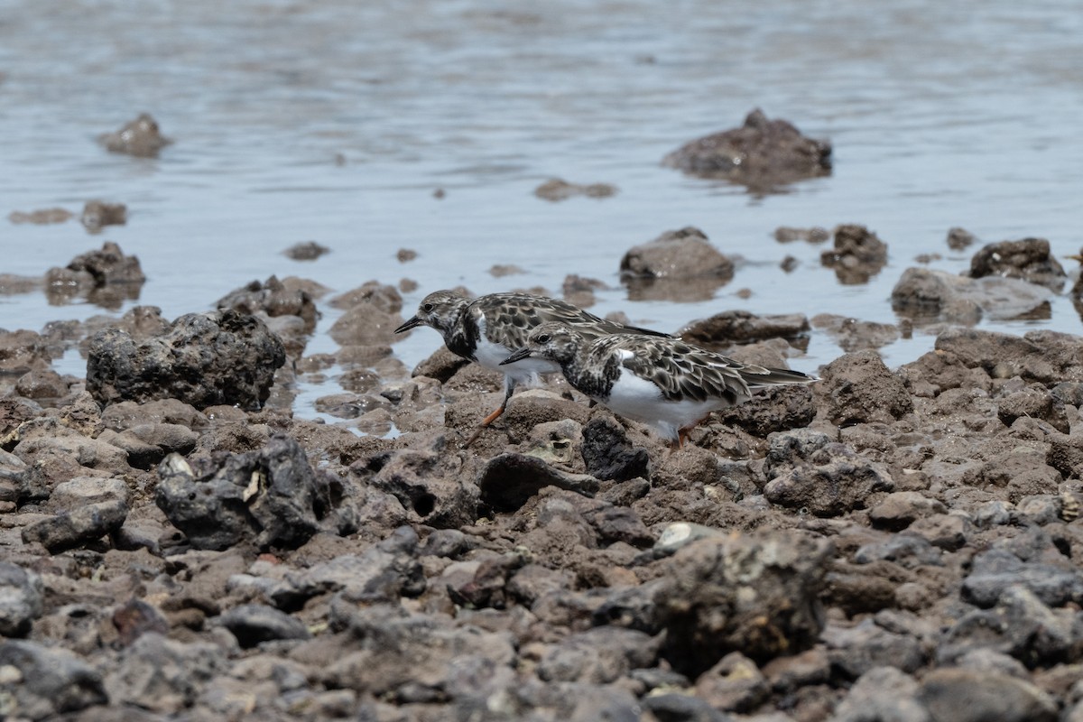 ארנריה אדמונית - ML648984763