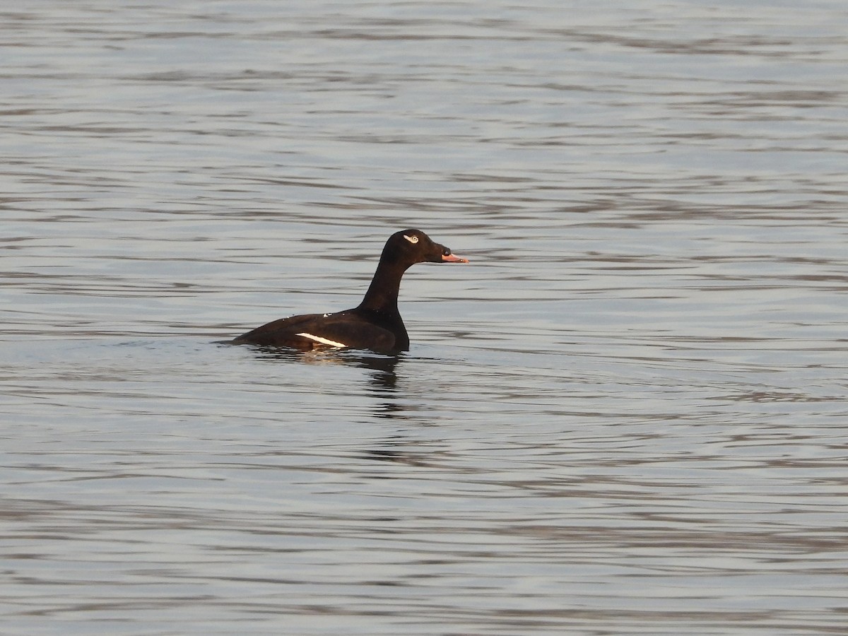 קטיפנית לבנת-כנף - ML648984764