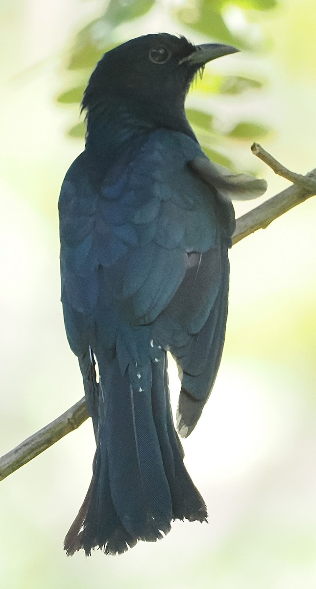 Square-tailed Drongo-Cuckoo - ML648984765
