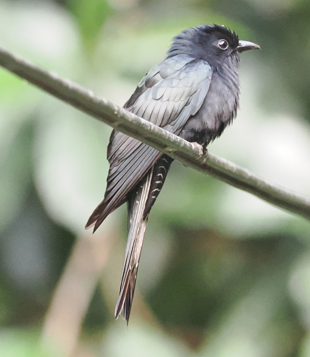 Square-tailed Drongo-Cuckoo - ML648984766